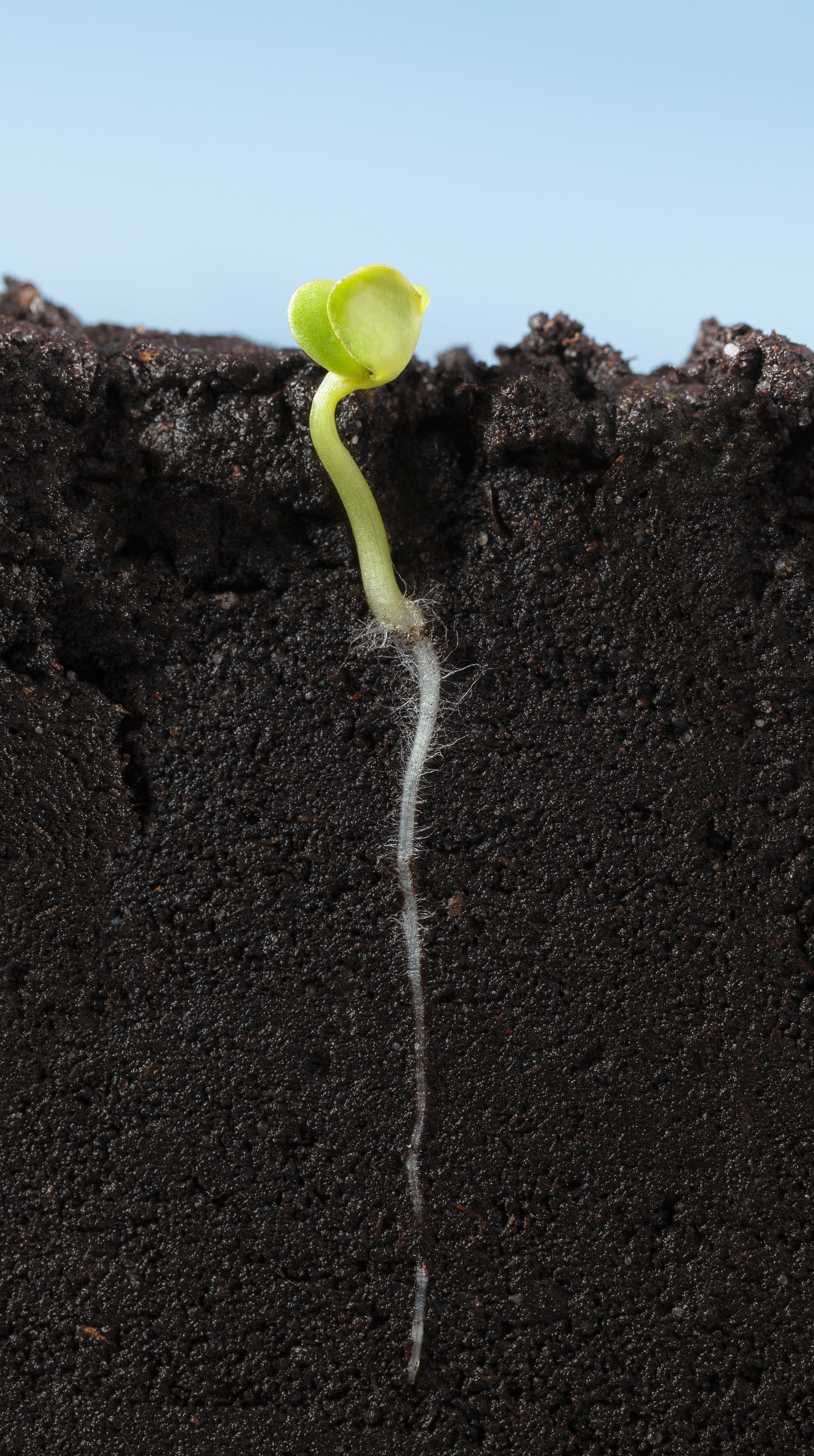 The Sower Collective