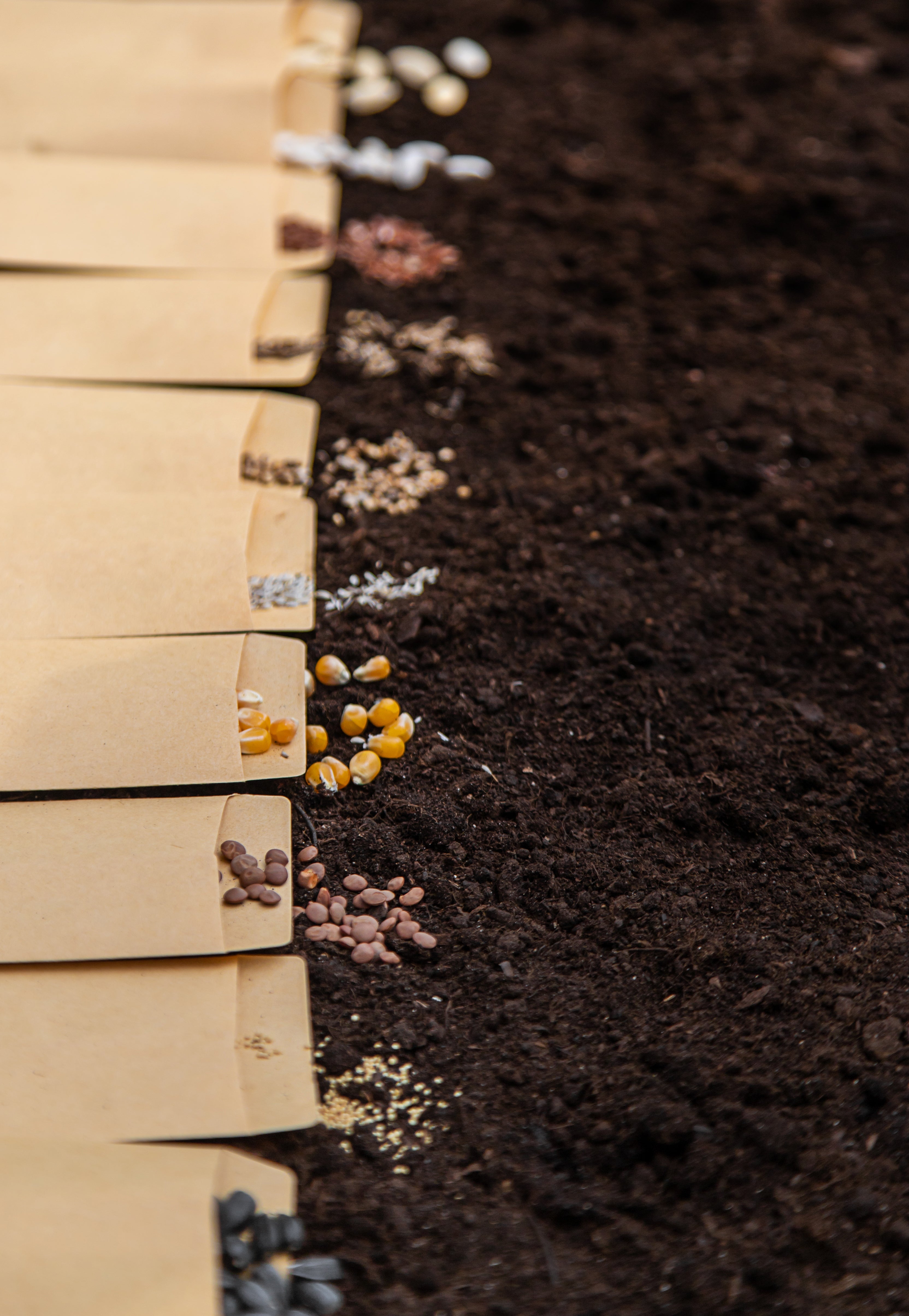 The Sower Collective